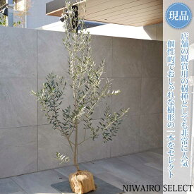 【現品】【オリーブの木】レッチーノ 自然風樹形　樹高H≒185 × 枝張W≒100cm　高木 常緑樹 シンボルツリー 植木 庭木 樹木 植栽 和風 洋風 ガーデニング おしゃれ【送料無料】