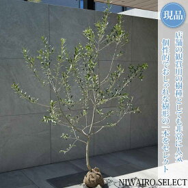 【現品】【オリーブの木】アルベキナ＝アルベキーナ 自然風樹形　樹高H≒155 × 枝張W≒110cm　高木 常緑樹 シンボルツリー 植木 庭木 樹木 植栽 和風 洋風 ガーデニング おしゃれ【送料無料】