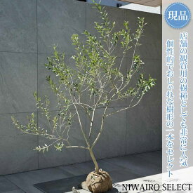 【現品】【オリーブの木】アルベキナ＝アルベキーナ 自然風樹形　樹高H≒140 × 枝張W≒110cm　高木 常緑樹 シンボルツリー 植木 庭木 樹木 植栽 和風 洋風 ガーデニング おしゃれ【送料無料】