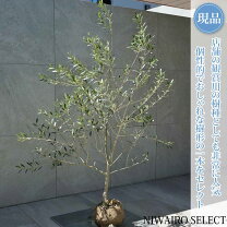 楽天市場】オリーブ ネバディロブランコ（植木｜ガーデニング・農業 