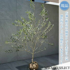 【現品】【オリーブの木】ネバディロブランコ 自然風樹形　樹高H≒140 × 枝張W≒100cm　高木 常緑樹 シンボルツリー 植木 庭木 樹木 植栽 和風 洋風 ガーデニング おしゃれ【送料無料】
