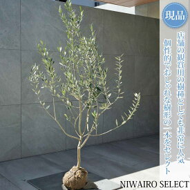 【現品】【オリーブの木】レッチーノ 自然風樹形　樹高H≒140 × 枝張W≒90cm　高木 常緑樹 シンボルツリー 植木 庭木 樹木 植栽 和風 洋風 ガーデニング おしゃれ【送料無料】