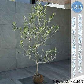 【現品】【オリーブの木】アルベキナ＝アルベキーナ 自然風樹形　樹高H≒150 × 枝張W≒90cm　高木 常緑樹 シンボルツリー 植木 庭木 樹木 植栽 和風 洋風 ガーデニング おしゃれ【送料無料】