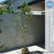 楽天市場】オリーブ シプ レッシー ノの通販