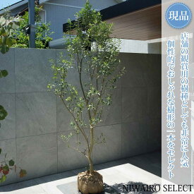 【現品】【オリーブの木】チプレッシーノ 自然風樹形　樹高H≒220 × 枝張W≒85cm　高木 常緑樹 シンボルツリー 植木 庭木 樹木 植栽 和風 洋風 ガーデニング おしゃれ【送料無料】