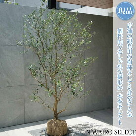 【現品】【オリーブの木】ネバディロブランコ 自然風樹形　樹高H≒155 × 枝張W≒100cm　高木 常緑樹 シンボルツリー 植木 庭木 樹木 植栽 和風 洋風 ガーデニング おしゃれ【送料無料】