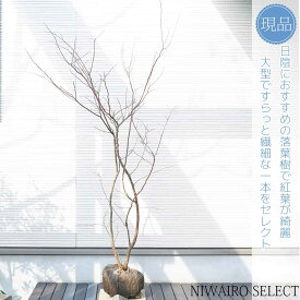 【現品】【ナツハゼ】 夏櫨　自然樹形　樹高H≒175 × 枝張W≒100cm　低木　落葉樹　シンボルツリー　小型　中型　大型　雑木　植木　庭木　樹木　植栽　和風　洋風　ガーデニング　おしゃれ　【送料無料】