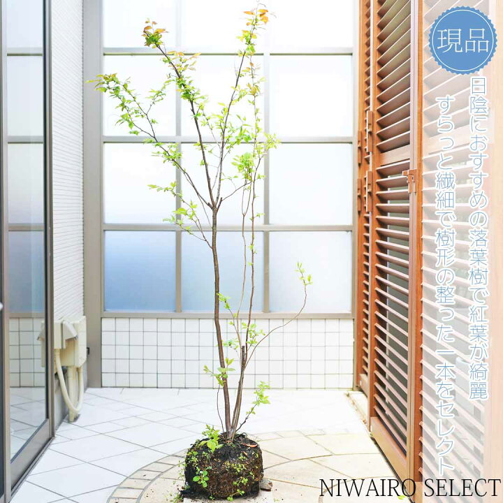 楽天市場】【ナツハゼ】 夏櫨 自然樹形 樹高H≒145 × 枝張W≒70cm 低木 