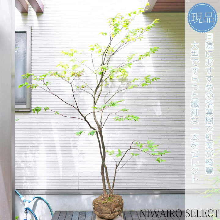 楽天市場】【ナツハゼ】 夏櫨 株立ち 自然風樹形 樹高H≒200 × 枝張W 