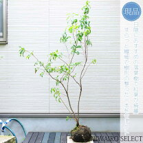 楽天市場】植木 ぐりーんぐりーん ナツハゼの通販
