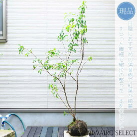 【現品】【ナツハゼ】 夏櫨　株立ち　自然風樹形　樹高H≒140 × 枝張W≒80cm　低木　落葉樹　シンボルツリー　小型　中型　大型　雑木　植木　庭木　樹木　植栽　和風　洋風　ガーデニング　おしゃれ　【送料無料】