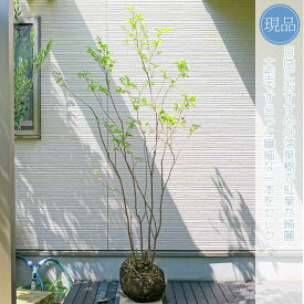 【現品】【ナツハゼ】夏櫨 株立ち 自然風樹形　樹高H≒190 × 枝張W≒100cm　低木 落葉樹 シンボルツリー 植木 庭木 樹木 植栽 和風 洋風 ガーデニング おしゃれ【送料無料】