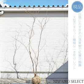 【現品】山採り【ナツハゼ】夏櫨 株立ち 自然風樹形　樹高H≒280 × 枝張W≒140cm　低木 落葉樹 シンボルツリー 植木 庭木 樹木 植栽 和風 洋風 ガーデニング おしゃれ【送料無料】