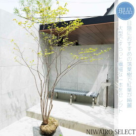 【現品】山採り【ナツハゼ】夏櫨 本株立ち 自然風樹形　樹高H≒245 × 枝張W≒160cm　低木 落葉樹 シンボルツリー 植木 庭木 樹木 植栽 和風 洋風 ガーデニング おしゃれ【送料無料】