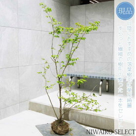 【現品】【ナツハゼ】夏櫨 本株立ち 自然風樹形　樹高H≒140 × 枝張W≒80cm　低木 落葉樹 シンボルツリー 植木 庭木 樹木 植栽 和風 洋風 ガーデニング おしゃれ【送料無料】