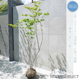 【現品】山採り【ナツハゼ】夏櫨 株立ち 自然風樹形　樹高H≒210 × 枝張W≒120cm　低木 落葉樹 シンボルツリー 植木 庭木 樹木 植栽 和風 洋風 ガーデニング おしゃれ【送料無料】