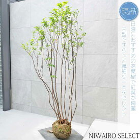 【現品】山採り【ナツハゼ】夏櫨 株立ち 自然風樹形　樹高H≒195 × 枝張W≒90cm　低木 落葉樹 シンボルツリー 植木 庭木 樹木 植栽 和風 洋風 ガーデニング おしゃれ【送料無料】