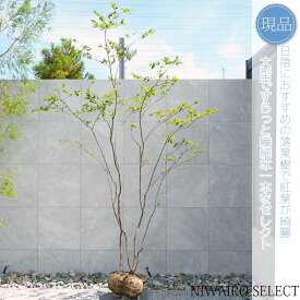 【現品】山採り【特大ナツハゼ】夏櫨 株立ち 自然風樹形　樹高H≒305 × 枝張W≒210cm　低木 落葉樹 シンボルツリー 植木 庭木 樹木 植栽 和風 洋風 ガーデニング おしゃれ【送料無料】