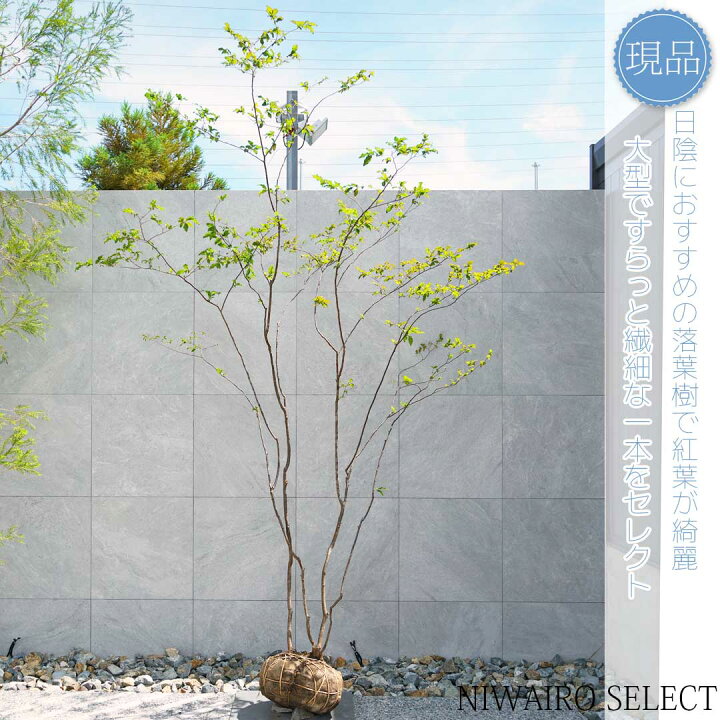 楽天市場】【現品】山採り【特大ナツハゼ】夏櫨 株立ち 自然風樹形 