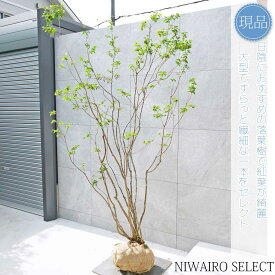 【現品】山採り【ナツハゼ】夏櫨 本株立ち 自然風樹形　樹高H≒230 × 枝張W≒140cm　低木 落葉樹 シンボルツリー 植木 庭木 樹木 植栽 和風 洋風 ガーデニング おしゃれ【送料無料】