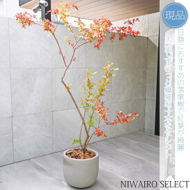 【現品】鉢植え【ナツハゼ】夏櫨 本株立ち 自然風樹形　全高H≒180 × 枝張W≒115cm　低木 落葉樹 ギフト プレゼント お祝い 新築祝い シンボルツリー 植木 庭木 樹木 植栽 和風 洋風 ガーデニング おしゃれ【送料無料】