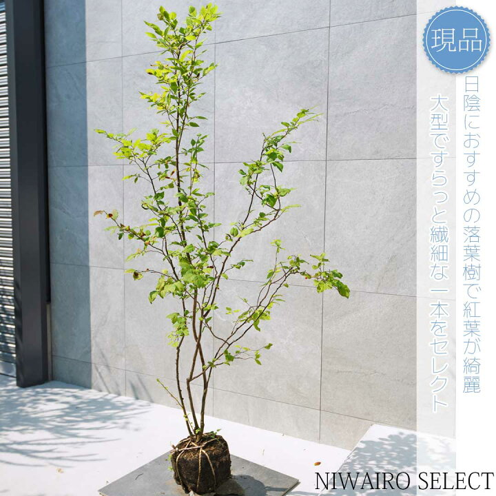 楽天市場】【現品】山採り【ナツハゼ】夏櫨 本株立ち 自然風樹形 樹高H 