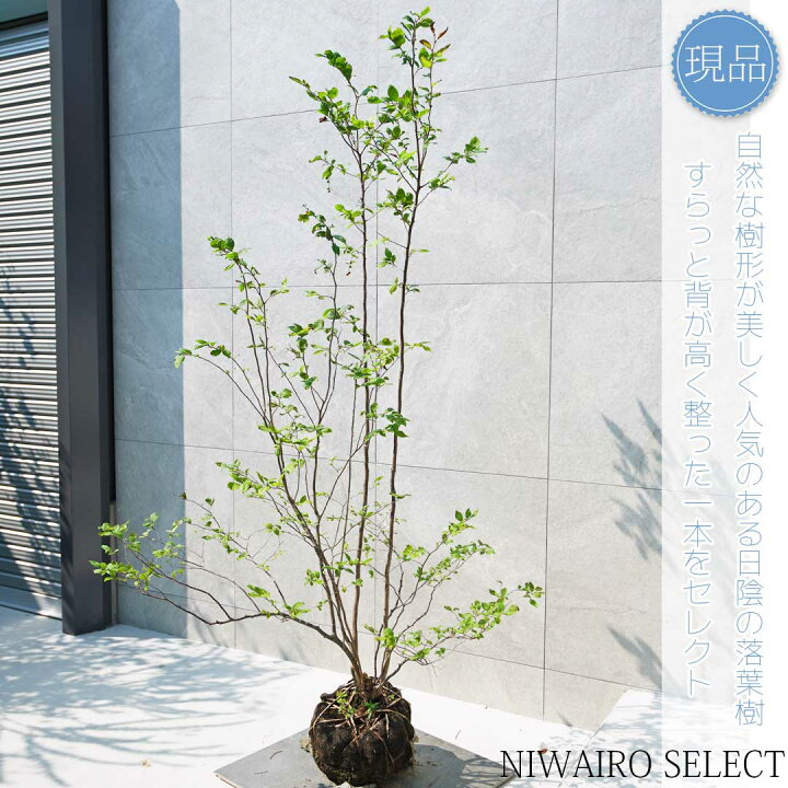 楽天市場】【現品】山採り【ナツハゼ】夏櫨 本株立ち 自然風樹形 樹高H 