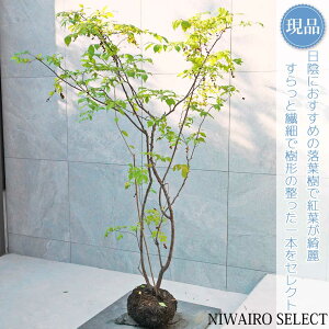 yizyicn[zĔ  R`@H150 × }W110cm@ t V{c[ A   A a m K[fjO yz