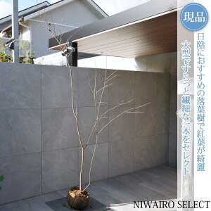 yizR̂yicn[zĔ { R`@H245 × }W140cm@ t V{c[ A   A a m K[fjO yz