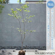 【現品】山採り【ナツハゼ】夏櫨 自然風樹形　樹高H≒230 × 枝張W≒130cm　低木 落葉樹 シンボルツリー …