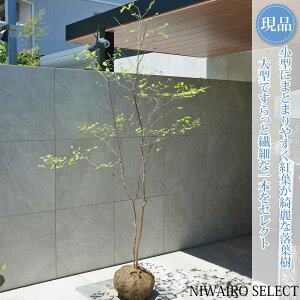 ナツハゼ 株立ち」の人気商品一覧・価格比較 - 価格.com