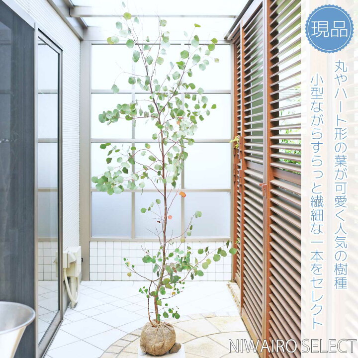 楽天市場】【ユーカリ】ポポラス シルバーリーフ 自然樹形 樹高H≒200 