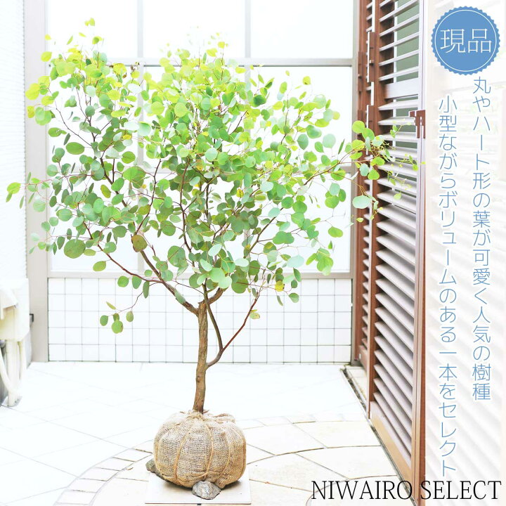 楽天市場】【ユーカリ】ポポラス シルバーリーフ 自然樹形 樹高H≒115 
