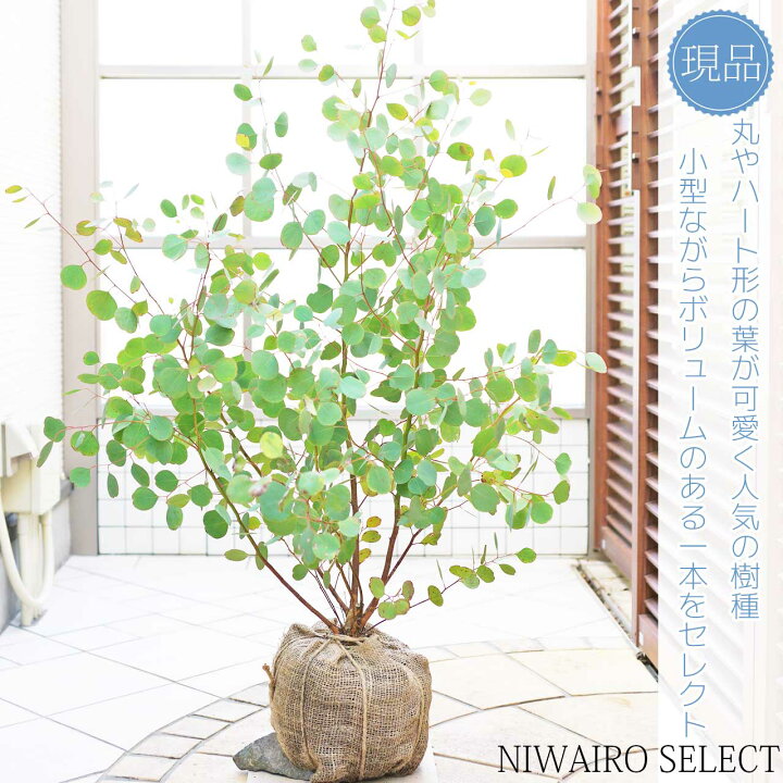 楽天市場】【ユーカリ】ポポラス オージープランツ 本株立ち 自然樹形 