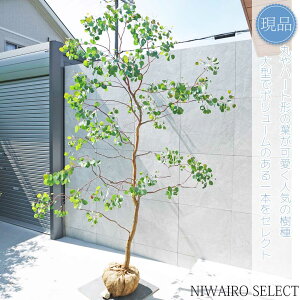 yizy[J ||Xz|AZX I[W[vc R`@H255 × }W170cm@ Ύ V{c[ A   A a m K[fjO 