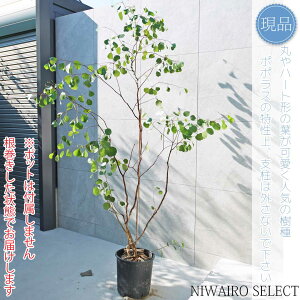 yizy[J ||Xz|AZX I[W[vc  R`@H210 × }W140cm@ Ύ V{c[ A   A a m K[fjO 