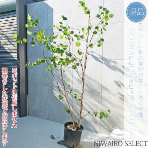 yizy[J ||Xz|AZX I[W[vc { R`@H210 × }W140cm@ Ύ V{c[ A   A a m K[fjO 