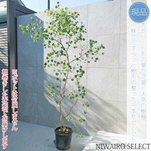 yizy[J ||Xz|AZX I[W[vc R`@H220 × }W120cm@ Ύ V{c[ A   A a m K[fjO 
