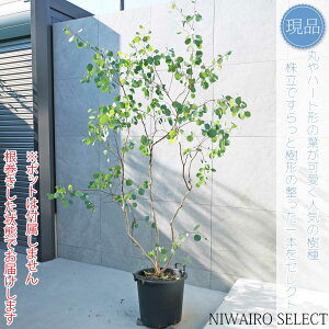 yizy[J ||Xz|AZX I[W[vc { R`@H200 × }W140cm@ Ύ V{c[ A   A a m K[fjO 