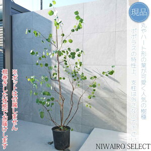 yizy[J ||Xz|AZX I[W[vc  R`@H210 × }W140cm@ Ύ V{c[ A   A a m K[fjO 