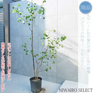 yizy[J ||Xz|AZX I[W[vc  R`@H205 × }W130cm@ Ύ V{c[ A   A a m K[fjO 