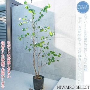 yizy[J ||Xz|AZX I[W[vc  R`@H220 × }W110cm@ Ύ V{c[ A   A a m K[fjO 