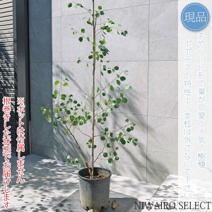 yizy[J ||Xz|AZX I[W[vc R`@H160 × }W90cm@ Ύ V{c[ A   A a m K[fjO 