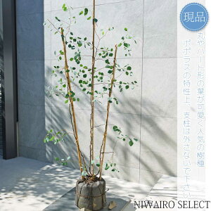 yizy[J ||Xz|AZX I[W[vc { R`@H155 × }W80cm@ Ύ V{c[ A   A a m K[fjO 