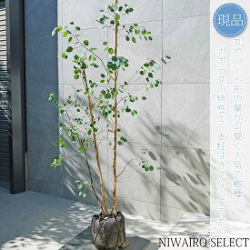 【現品】【ユーカリ ポポラス】ポリアンセモス オージープランツ 本株立ち 自然風樹形　樹高H≒170 × 枝張W≒100cm　高木 常緑樹 シンボルツリー 植木 庭木 樹木 植栽 和風 洋風 ガーデニング おしゃれ【送料無料】