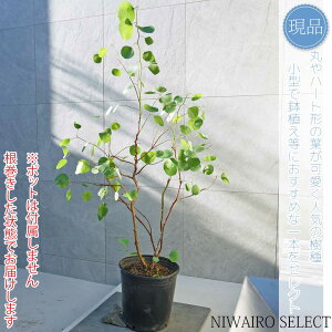 yizy[J ||Xz|AZX I[W[vc R`@H125 × }W90cm@ Ύ V{c[ A   A a m K[fjO 
