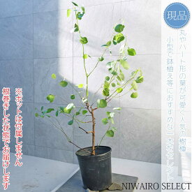 【現品】【ユーカリ ポポラス】ポリアンセモス オージープランツ 自然風樹形　樹高H≒130 × 枝張W≒100cm　高木 常緑樹 シンボルツリー 植木 庭木 樹木 植栽 和風 洋風 ガーデニング おしゃれ【送料無料】