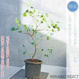 【現品】【ユーカリ ポポラス】ポリアンセモス オージープランツ 自然風樹形　樹高H≒95 × 枝張W≒80cm　高木 常緑樹 シンボルツリー 植木 庭木 樹木 植栽 和風 洋風 ガーデニング おしゃれ【送料無料】