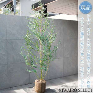 yizy[J Oj[z I[W[vc { R`@H190 × }W90cm@ Ύ V{c[ A   A a m K[fjO y