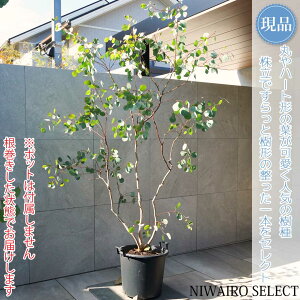 yizy[J ||Xz|AZX I[W[vc { R`@H200 × }W140cm@ Ύ V{c[ A   A a m K[fjO 